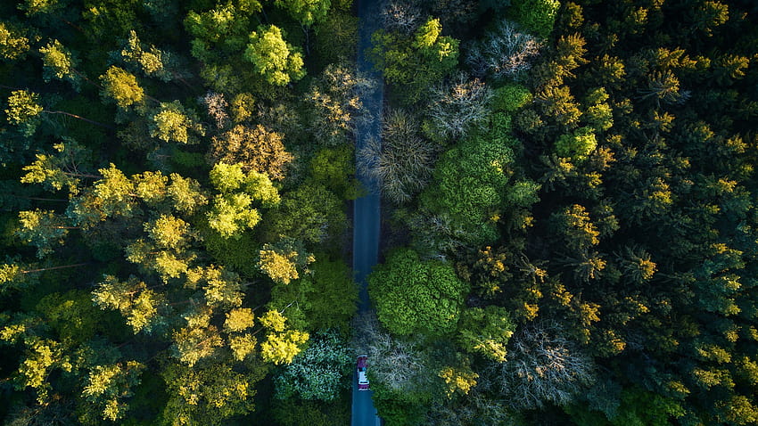 自然 木々 林道 空撮 鳥瞰図、鳥瞰図 高画質の壁紙
