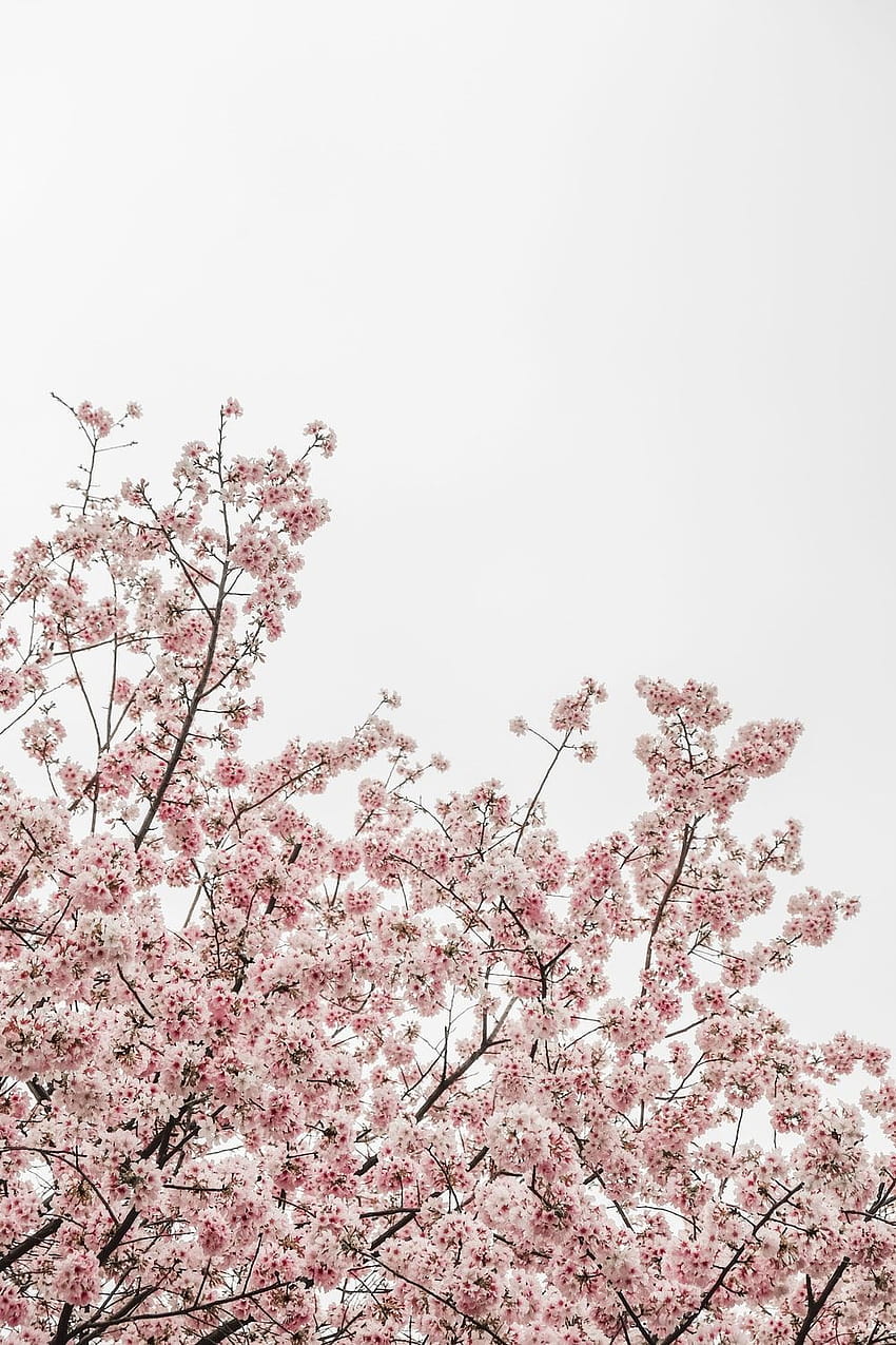 Pink; Sakura; Flower, pink aesthetic tree HD phone wallpaper