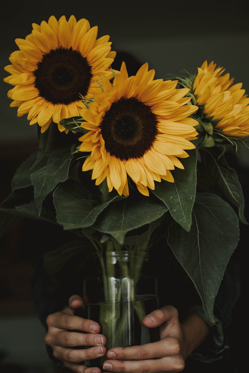 Person hält drei gewöhnliche Sonnenblumen in einer Vase · Stock HD-Handy-Hintergrundbild