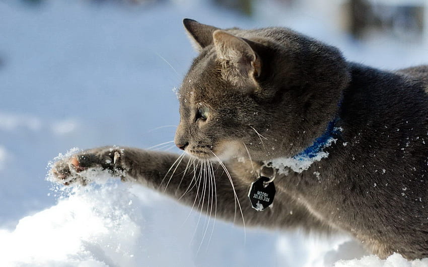 cat snow winter mood resolution Car, kittens in winter HD wallpaper