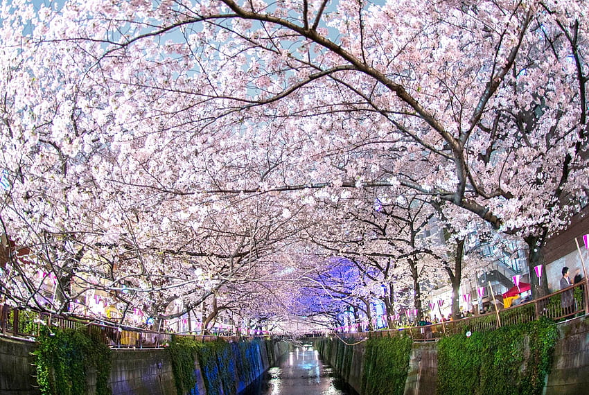 Japan Cherry Blossoms, sakura tree aesthetic HD wallpaper