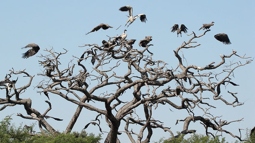 Birds scavengers on dead tree branches ...zastavki HD wallpaper