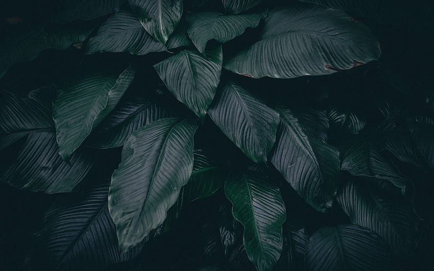 黒い葉、熱帯の葉 高画質の壁紙