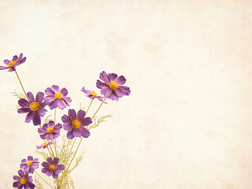 Цвете, фонове с Copyspace, цветя, бордюр, градинска рамка • За вас, естетичен бордюр с цветя HD тапет