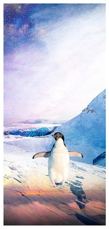 Page 7 | penguin backgrounds penguin HD wallpapers | Pxfuel