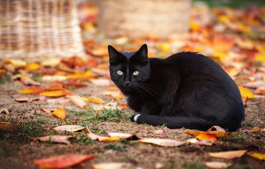 autumn, cat, cat, look, leaves, nature, pose, background, foliage, black, black, bokeh, autumn, autumn , section кошки, black cats autumn HD wallpaper