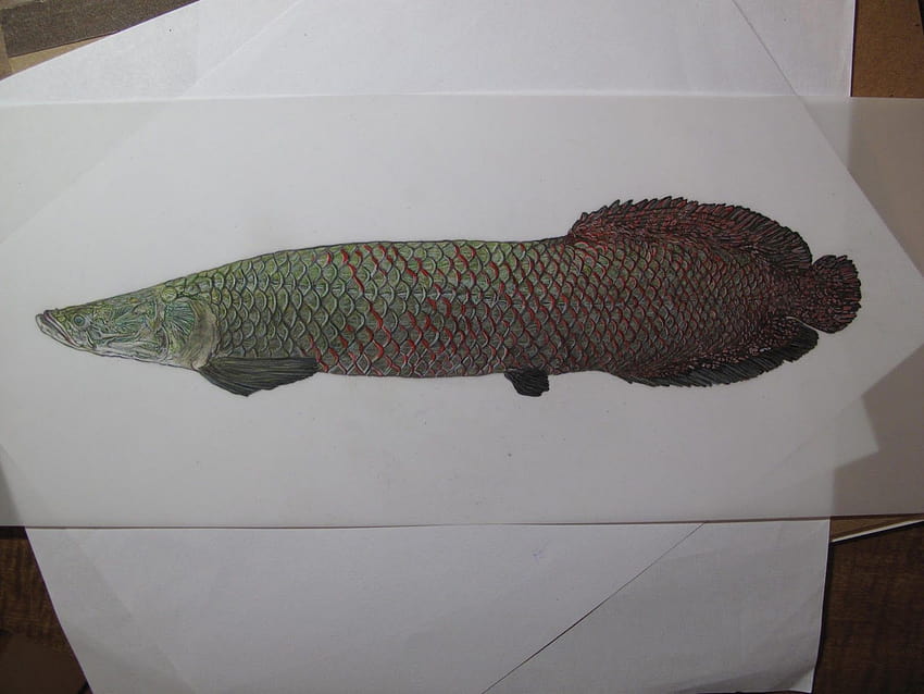 Stephanie Rozzo Illustration: Fish ID: Arapaima HD wallpaper