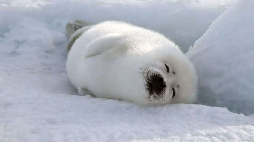 Harp seal, cute seal HD wallpaper