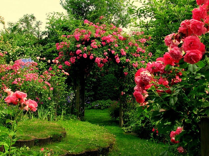 Pink Garden Roses Blush Garden Roses Yoga Garden San Anselmo, roses garden HD wallpaper