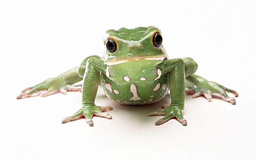 Frog on white backgrounds close up backgrounds, tree frog HD wallpaper
