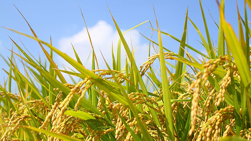Gelée di riso: un nuovo ingrediente sicuro per l'innovazione culinaria｜Una pianta di riso Sfondo HD