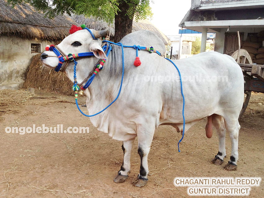 Ongole Gitta is called as Ongole Bull in English. HD wallpaper