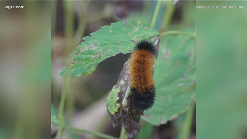 They're back! What a recent sighting of a Woolly Bear Caterpillar has to do with this winter HD wallpaper