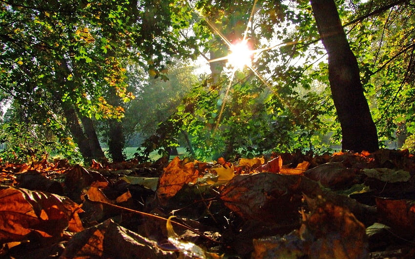 Landscapes Trees Autumn Lakes Leaves Forest Sunlight Rays Autumnal Trees In Sun Rays Hd