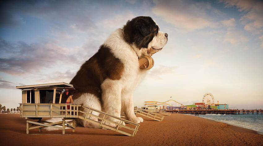 A Giant Saint Bernard Across California The Fox Is Black [2560x1423] for your , Mobile & Tablet, saint bernards HD wallpaper