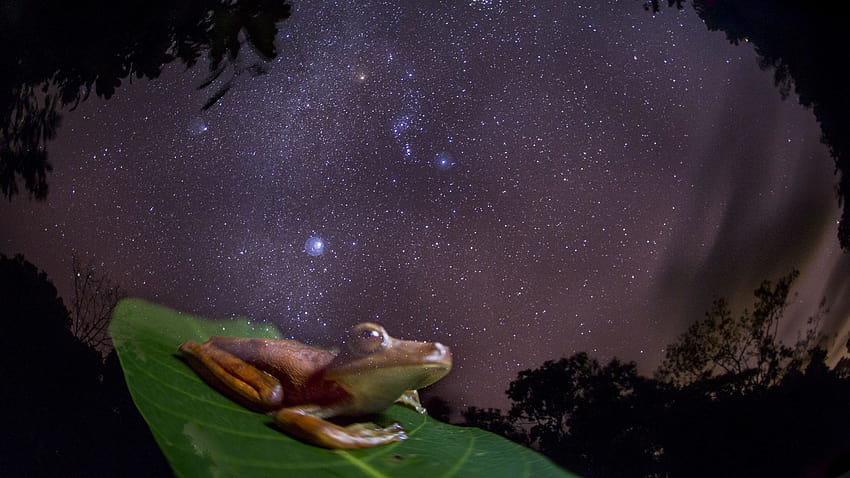 The world's frogs are disappearing. These show the most amazing ones left. HD wallpaper