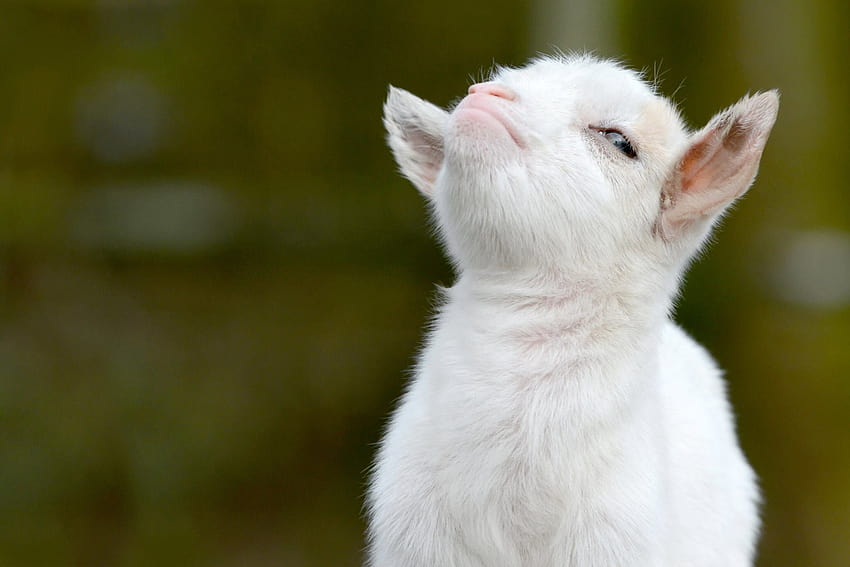 Goat For Windows, white goat HD wallpaper