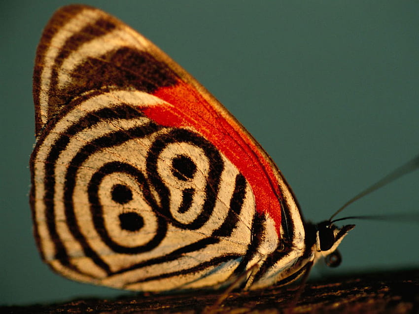 Butterflies, Patterns in Nature, types of butterflies HD wallpaper