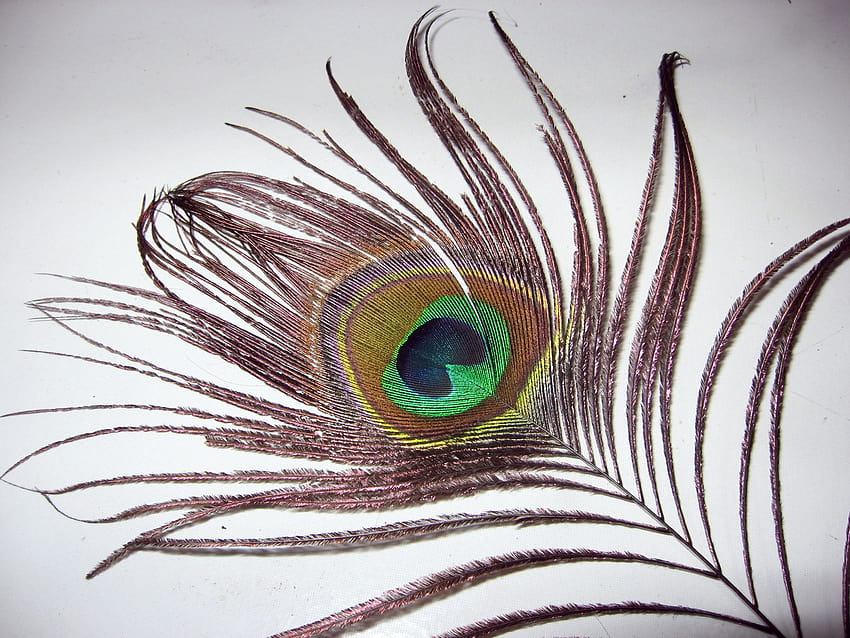 3 Peacock Feather, mor pankh HD wallpaper | Pxfuel