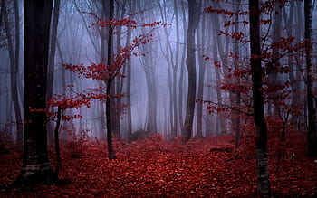 Foggy red autumn forest HD wallpapers | Pxfuel