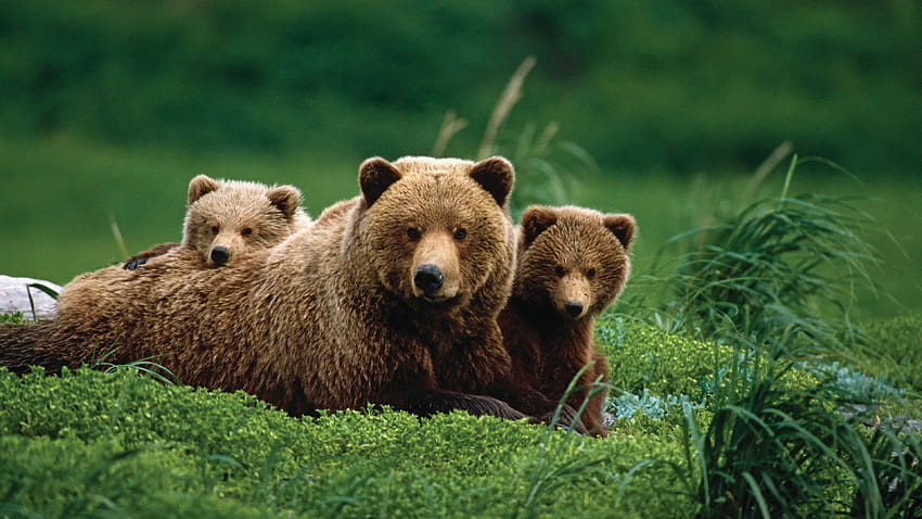 Mama Bear With Two Grizzly Bear Cubes HD wallpaper