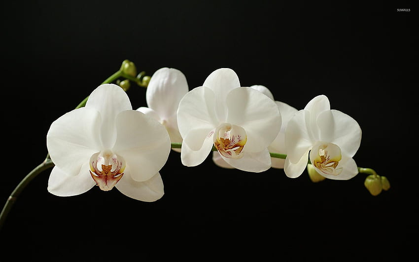 5 White Orchid, orchids HD wallpaper