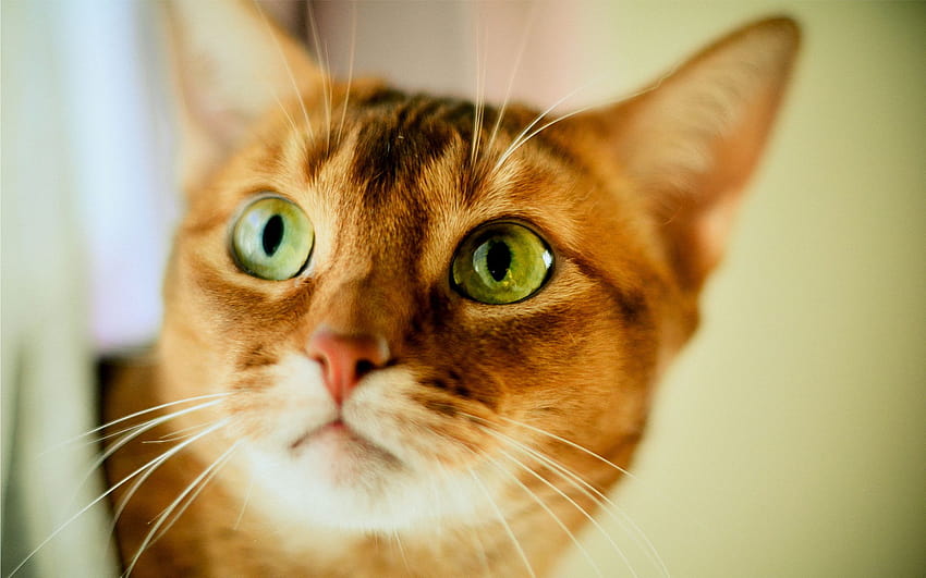 Cat big green eyes, orangey cat brown eyes HD wallpaper