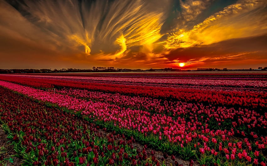 Sunset over Tulip Field, tulips field at sunset HD wallpaper