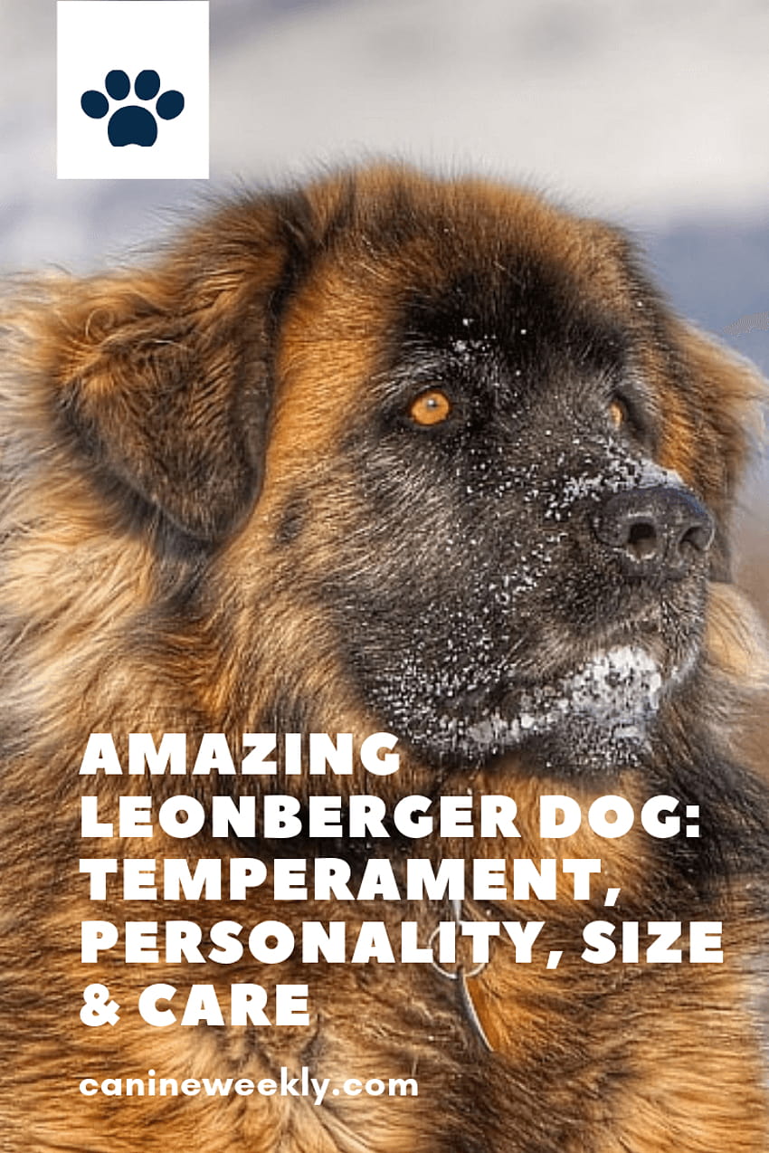 Leonberger Dog Breeds: Size, Health & More [Owner's Guide] HD phone wallpaper