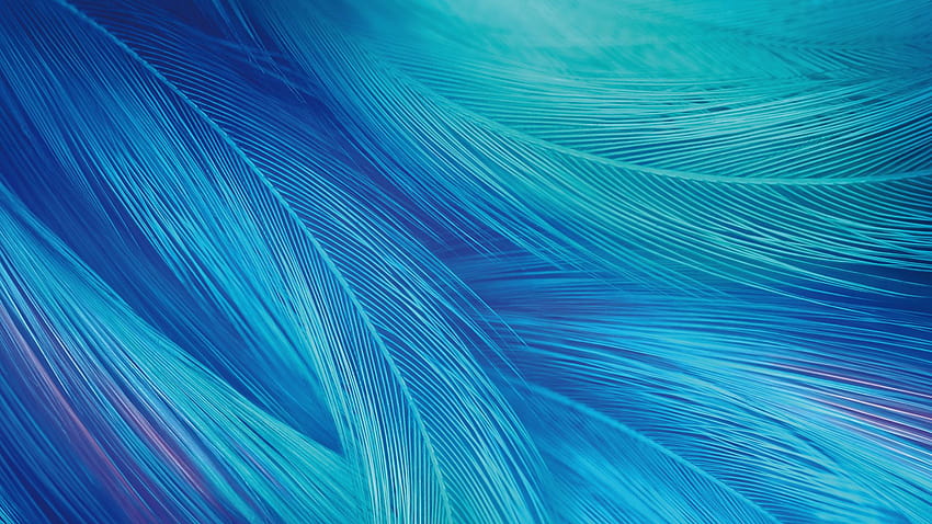Blue Feather and Backgrounds HD wallpaper