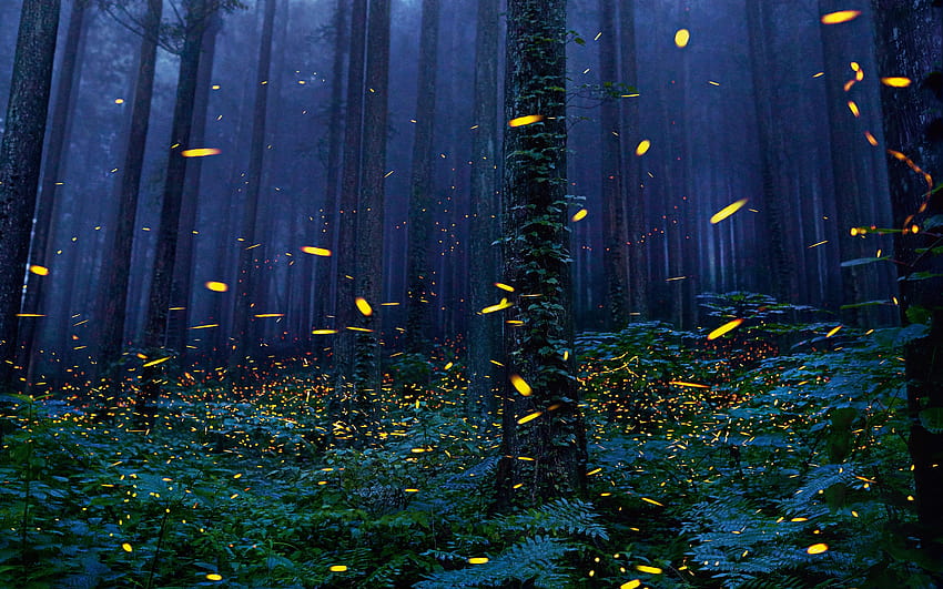 Светулки, нощ, дървета, гора, светулка HD тапет