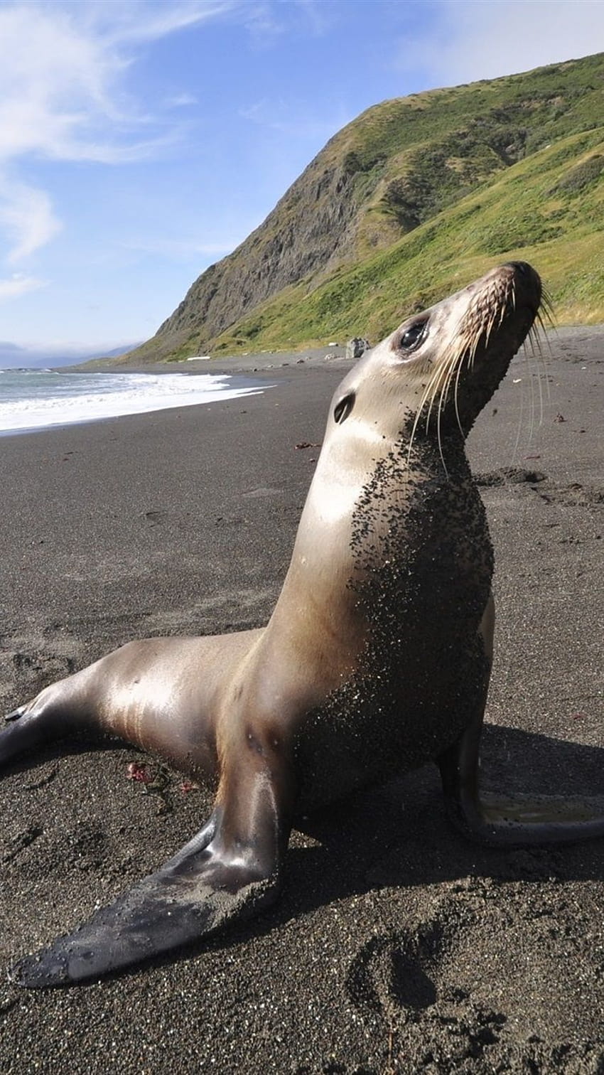 Sea animals, seal, beach, sea ...best, seals on the beach HD phone wallpaper