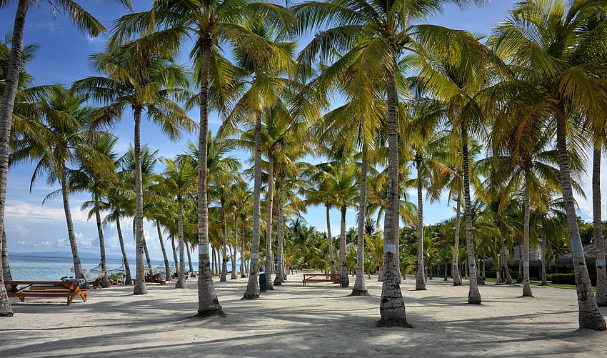 coconut tree lined beach, bohol HD wallpaper