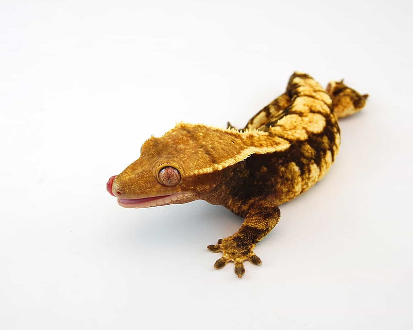 Harlekin-Geckos mit Haube zu verkaufen HD-Hintergrundbild