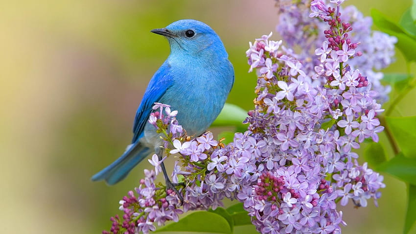 4 Blue Birds and Flowers, songbirds HD wallpaper
