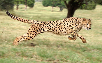 cheetah running wallpaper