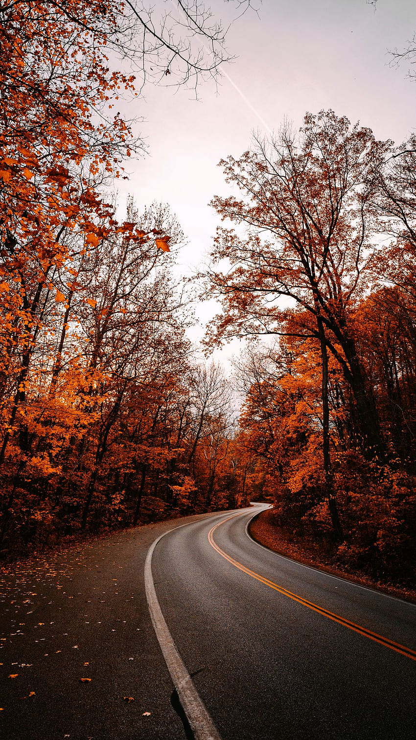Jesień, opadłe liście, droga, drzewa, estetyczna droga z drzewami Tapeta na telefon HD