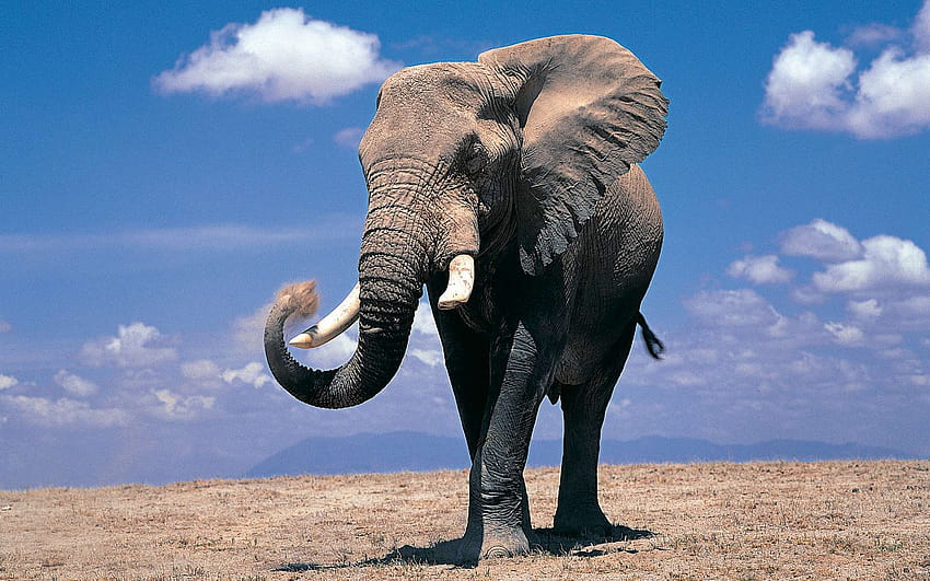 Elephants, indian elephant HD wallpaper