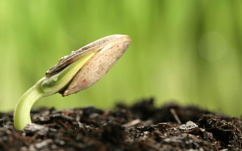 Seed strength: sprout leaves 19 － Plant, seeds HD wallpaper