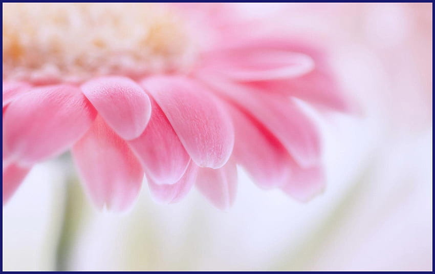 Unbelievable Pink Gerbera Daisy Lovely Of Flower, różowy kwiat stokrotki Tapeta HD