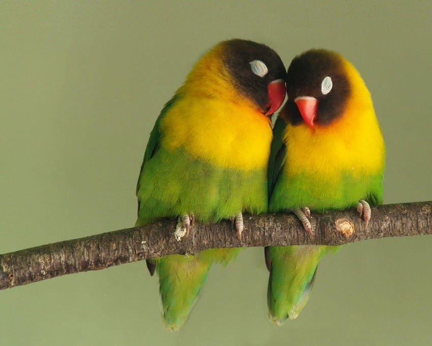 사랑 새 다채로운 앵무새 키스, 귀여운 사랑 새 HD 월페이퍼