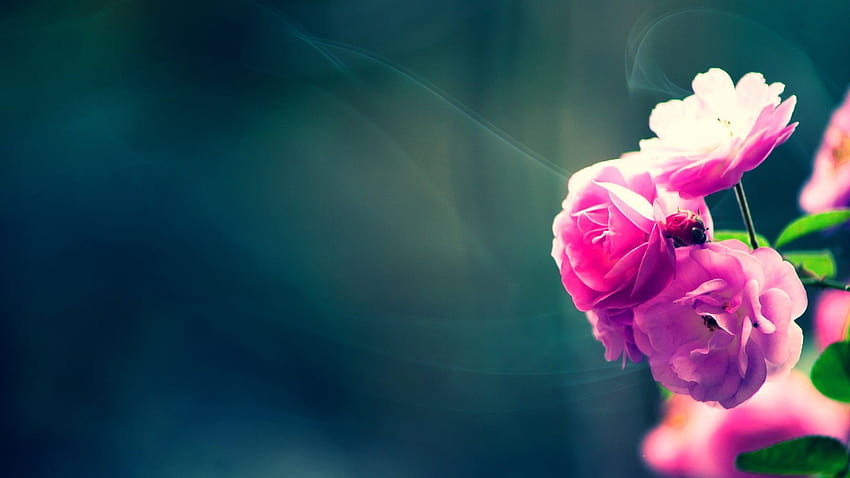 Small flower and, small size HD wallpaper | Pxfuel