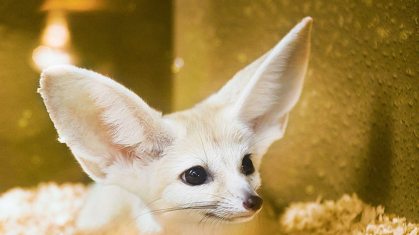 animals fennec fox 1920x1080 High Quality ,High HD wallpaper