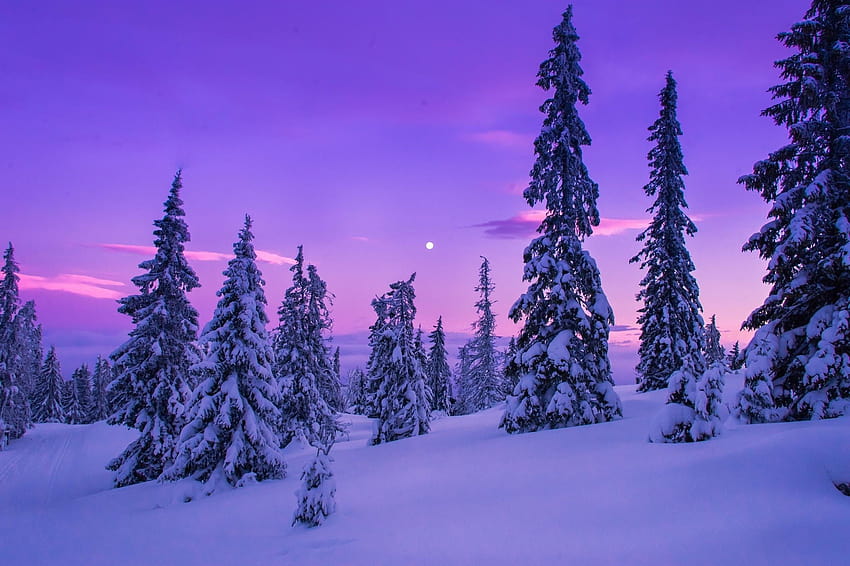 nature, paysage, forêt, neige, hiver / et arrière-plans mobiles, hiver violet Fond d'écran HD