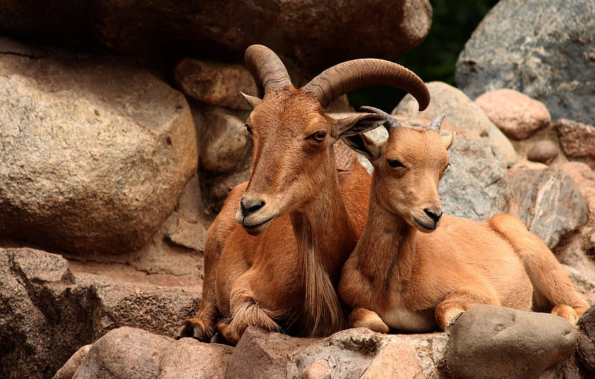 stones, stay, two, pair, cub, mountain, mom, mountain, goat, lie, goats, goat, mountain goat , section животные, mom and baby goat HD wallpaper