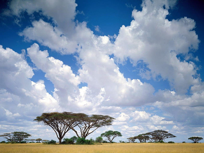 Natureza: Masai Mara Game Reserve, Quênia, nr, masai mara papel de parede HD