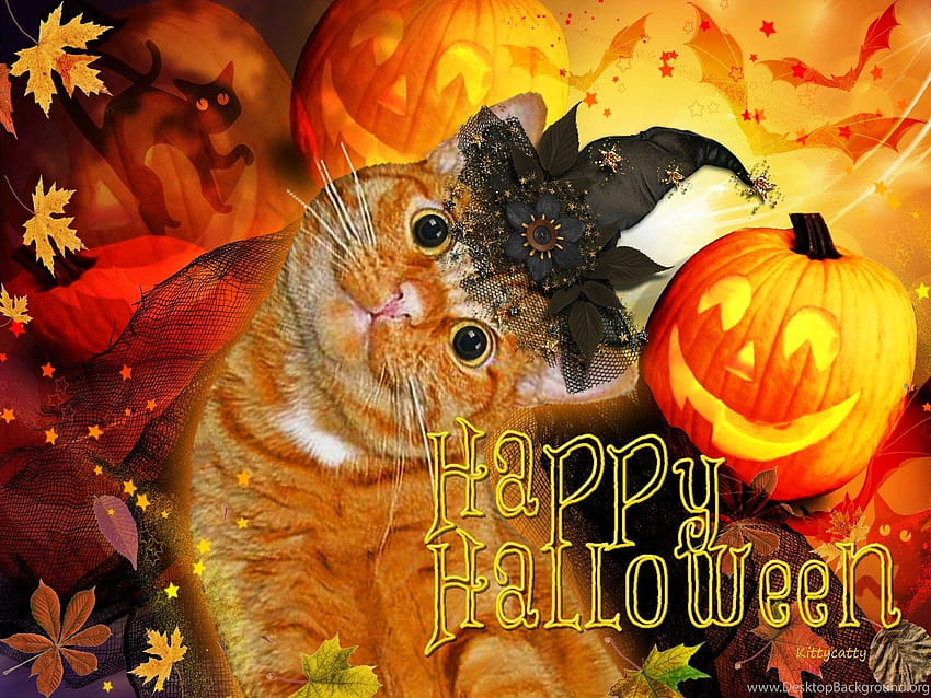 Koty: Happy Halloween Cat Jacko Lantern Koty Dynie Słodkie zwierzaki... Tła, happy halloween koty Tapeta HD