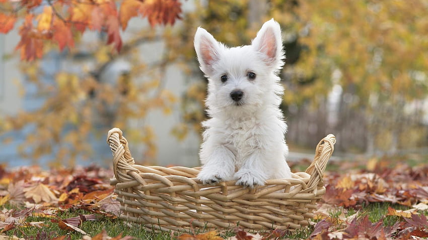 Fluffy White Dog, fluffy puppy HD wallpaper