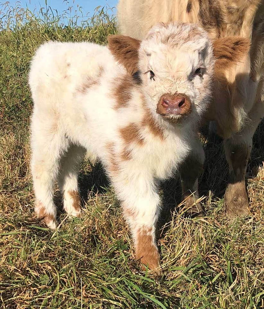 Baby Fluffy Cows, flauschige Babykuh HD-Handy-Hintergrundbild