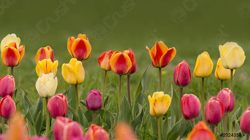 Pink tulips in pastel coral tints at blurry background, closeup, horizontal spring HD wallpaper